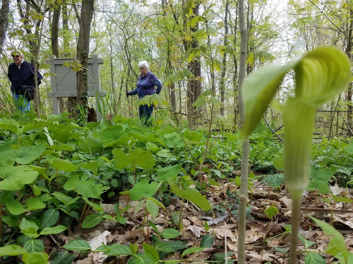 Visitors take in the spring wildflowers at Farbach-Werner Nature Preserve in April 2020.